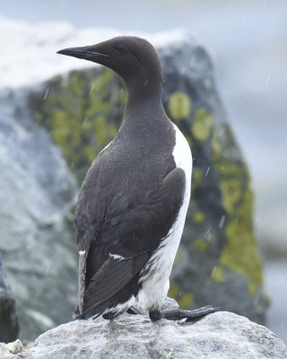 COMMON MURRE