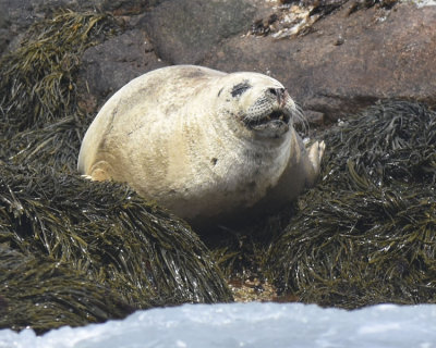 ATLANTIC HARBOR SEAL