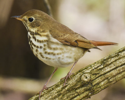 VEERY