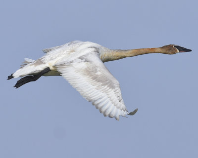 TRUMPETER SWAN