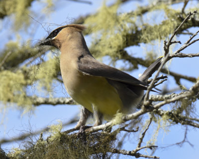 CEDAR WAXWING