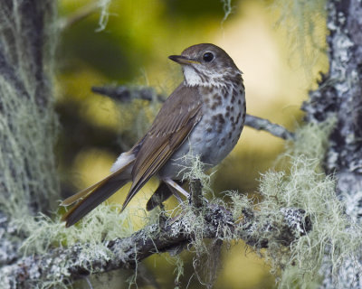 HERMIT THRUSH