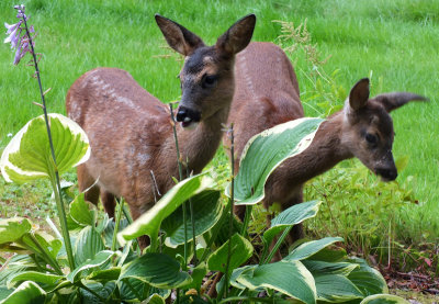 urban_wildlife__scotland