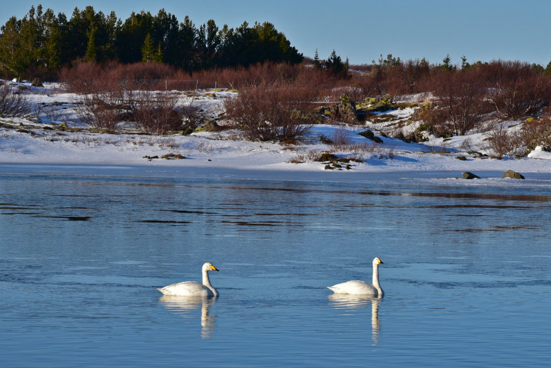 Swans