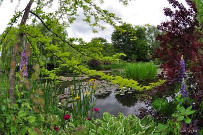 In Monet's garden VII