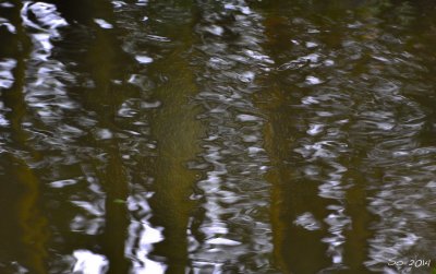 Abstract on the pond