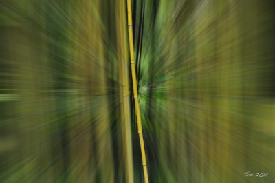 Through the bamboo