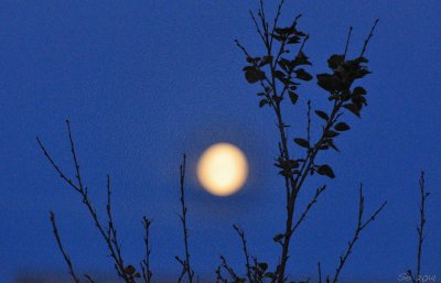 Moonlight silhouette