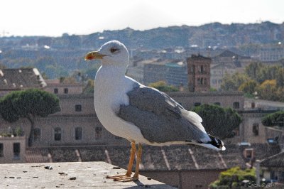 Roman seagull