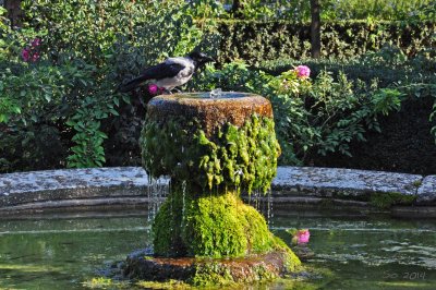 Bird for water