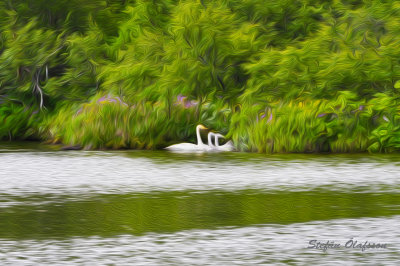 Swans on a mountain lake
