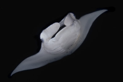 Manta