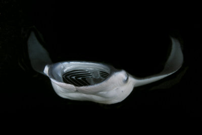 Manta Ray