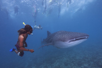 Snorkeler and Whale Shark