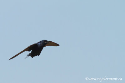 Oiseaux du Texas