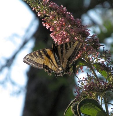 butterfly