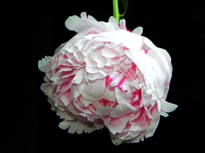 Peony
