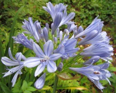 Agapanthus