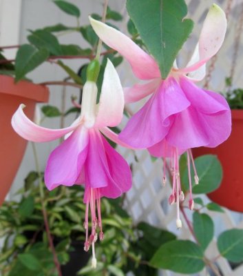 Fuschia
