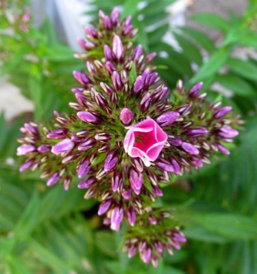 Phlox
