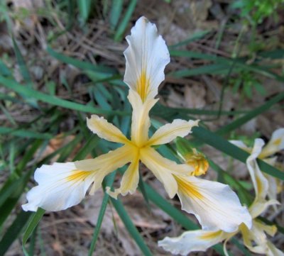 Iris