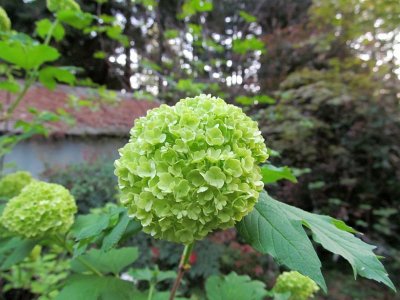Hydrangea