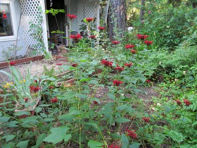 Bee Balm