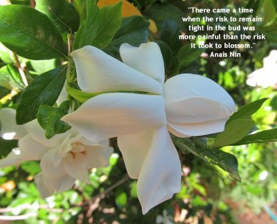 Gardenia