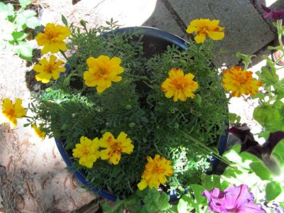 Annuals and Potted Blooms