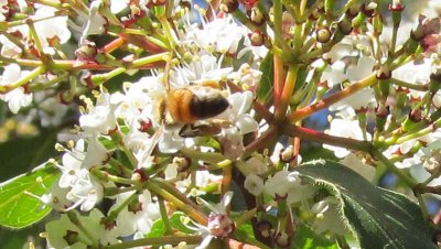 bee and buds