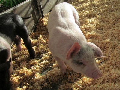 2 pigs at fair