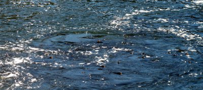 river fish circle