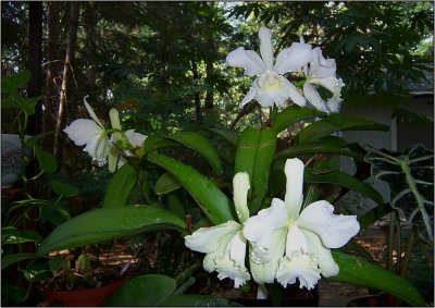Orchid