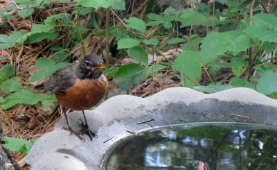 Robins