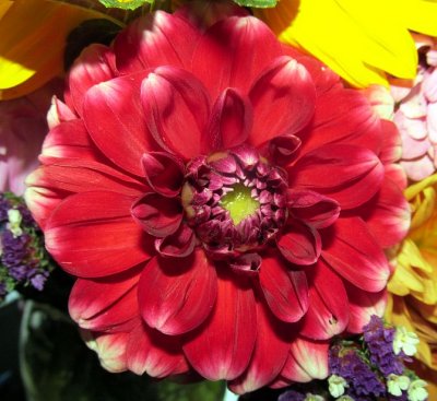 Dahlia