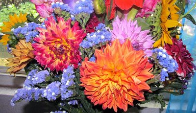 Dahlia