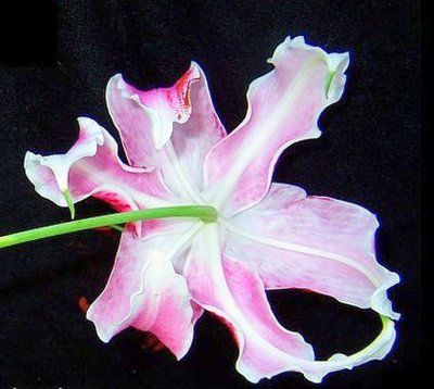 Lily