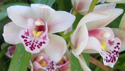 Cymbidium