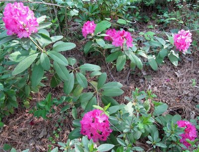 Rhodo