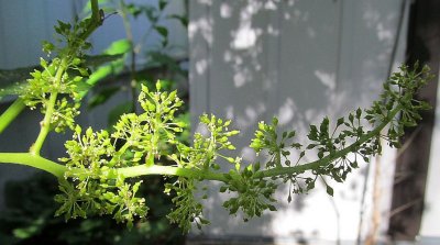 Garden Harvest