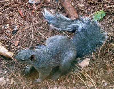 Squirrel