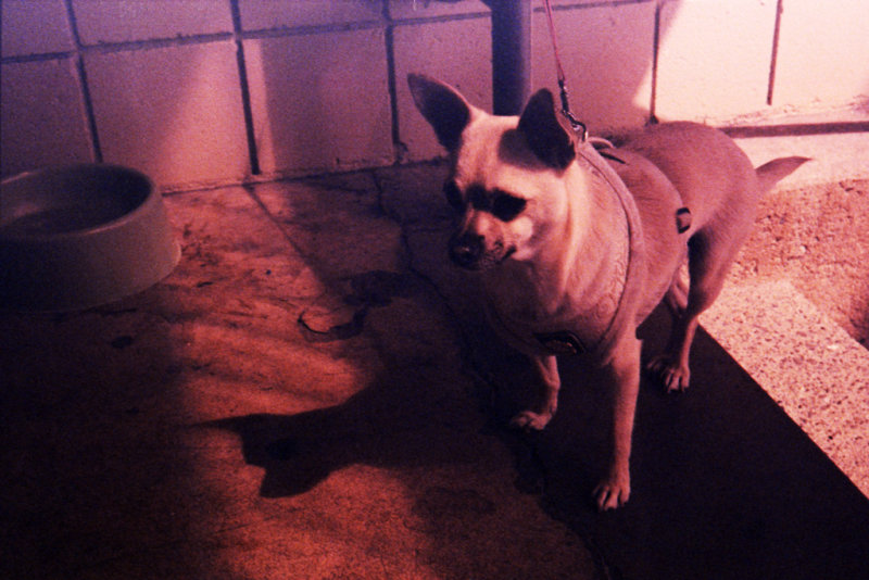 Small Dog, Smaller Shadow