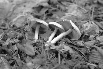 Fallen Fungi