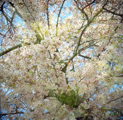 Double Blossoms
