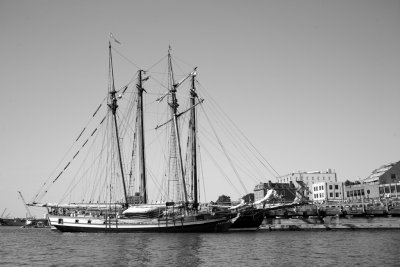 Masts in the Harbour