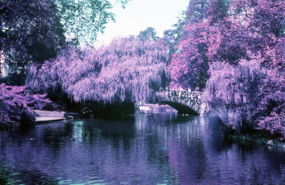 Purple Park 2