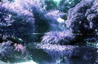 Purple Park 3