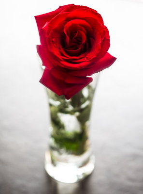 Valentine's Day rose