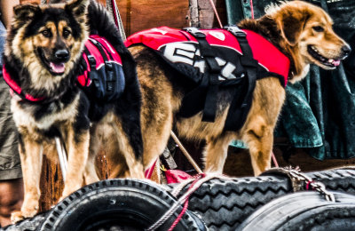 dogs on boats, all geared up