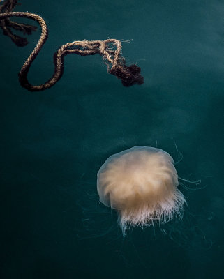 Jellyfish Season